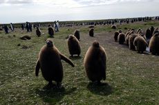 Königspinguin (79 von 84).jpg